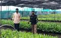 Tissue culture farm